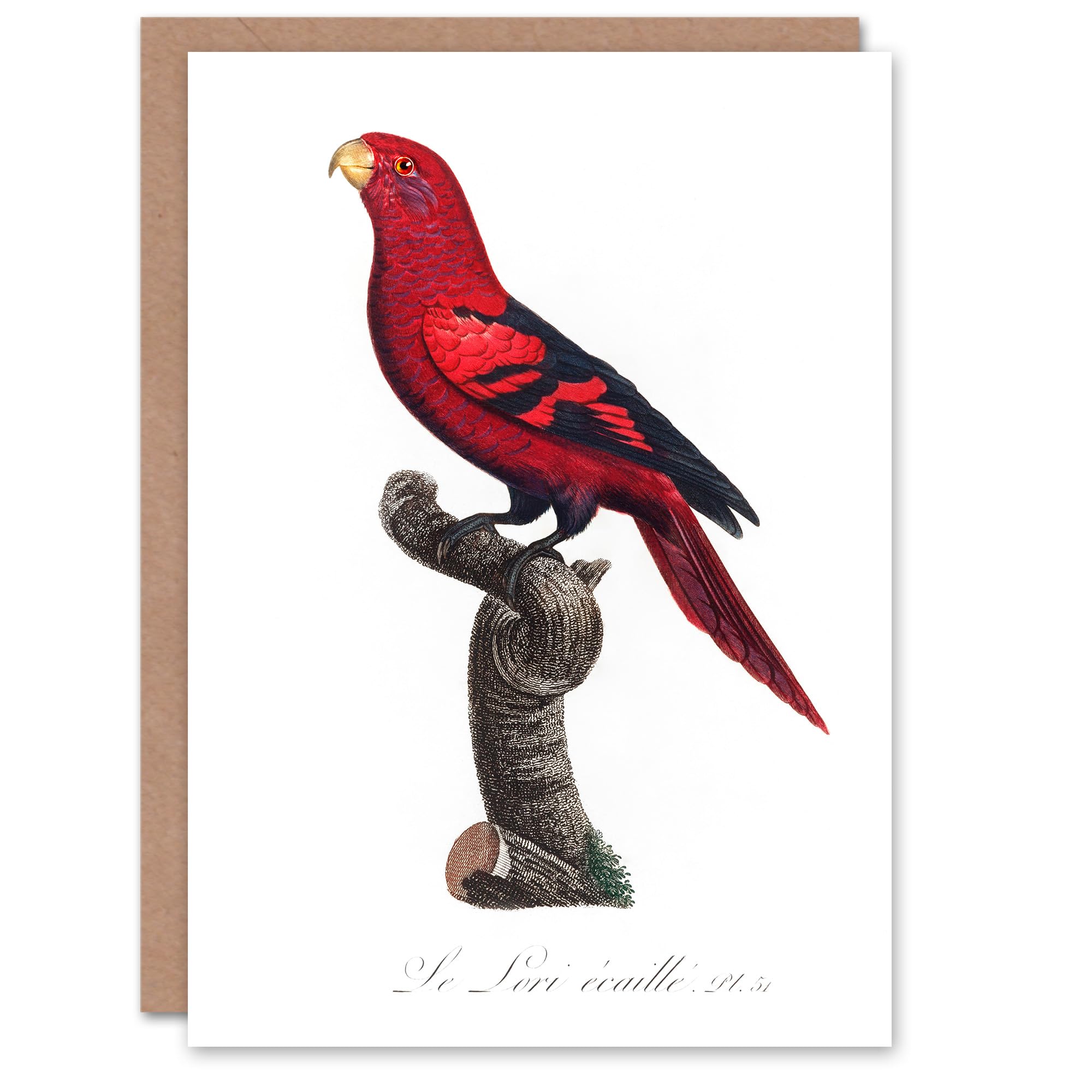Artery8 Francois Levaillant Art Card The Violet Necked Lory Parrot