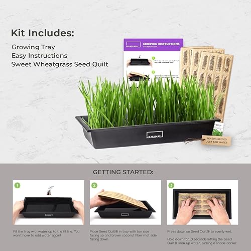 Miniatura 2 de HAMAMA Microgreens - Kit de cultivo de hierba de trigo, tapete para brotes de interior, colchas de semillas de fácil instalación, paquete de 3,