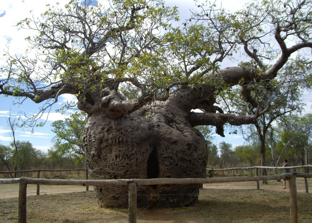 SAFLAX - Afrykańskie Drzewo Baobabu - 6 Nasiona - Adansonia digitata