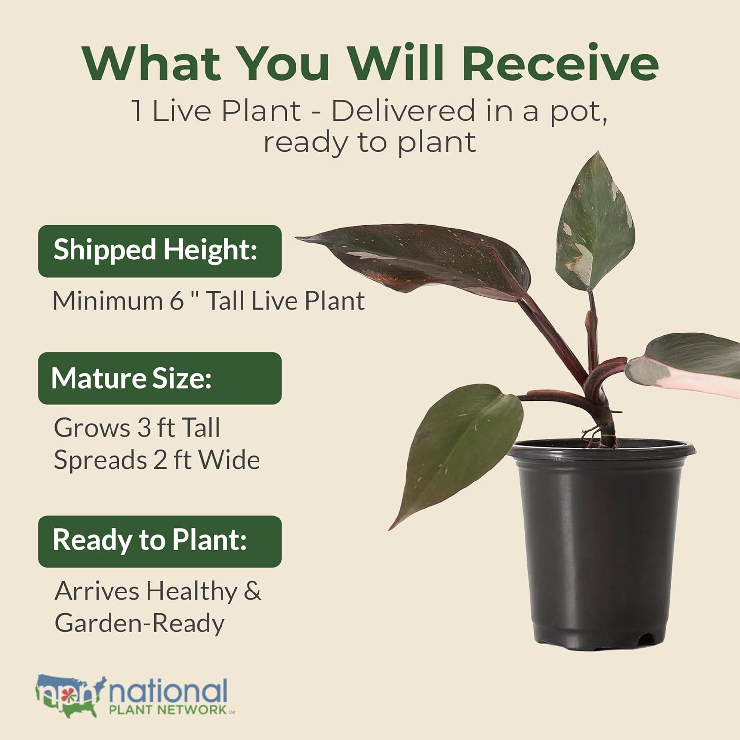Philodendron Pink Princess Live Plant - Indoor Tropical Houseplant with Variegated Pink & Dark Leaves in 4” Grower Pot - Grows Upto 3' x 2' - Easy Care, Stunning Foliage Accent Plant (1 Count)