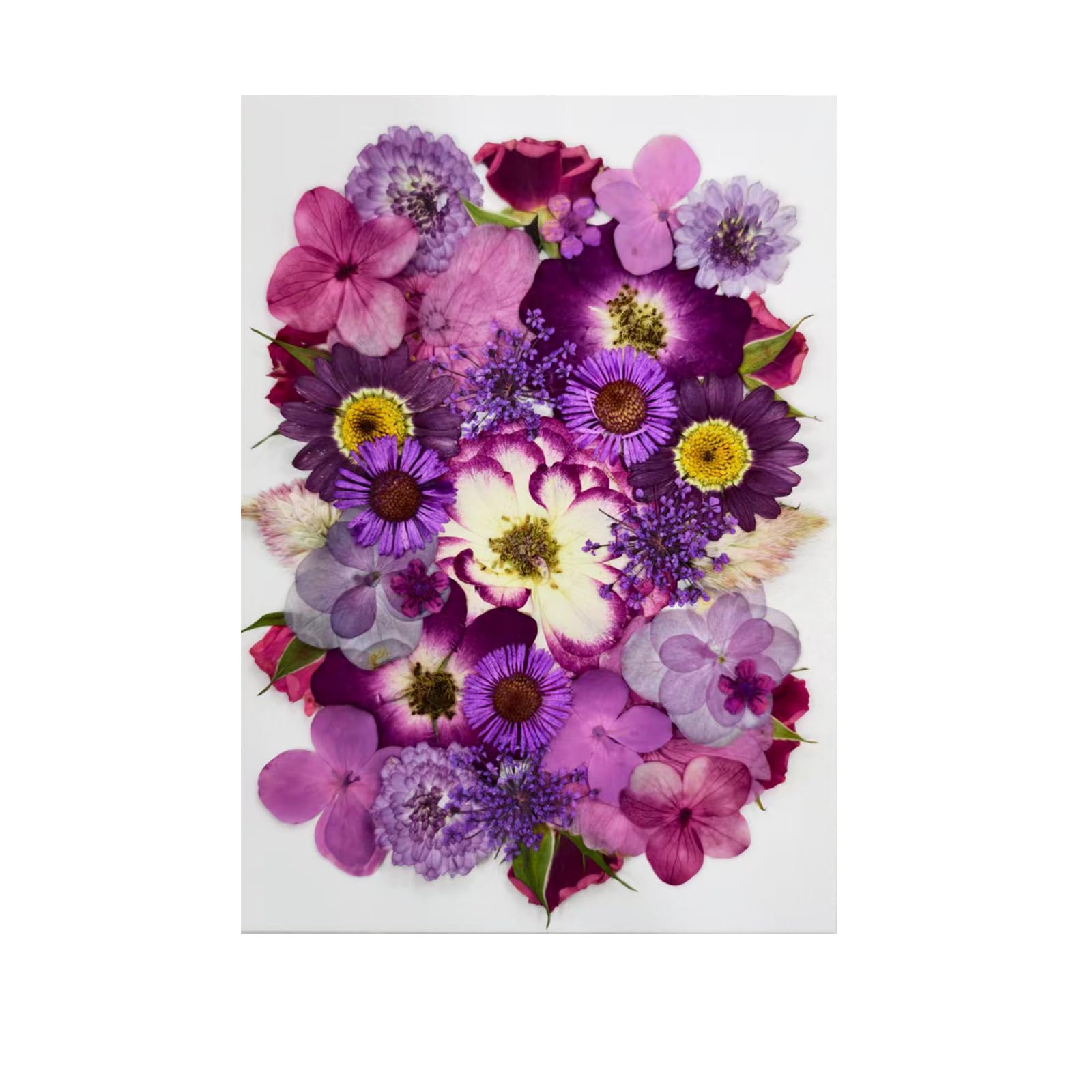 Tastetreasure 35 Pcs Real Natural Dried Pressed Flowers Set incl. Hydrangea & Daisy for Resin Art, DIY Crafts, Wedding Cards, Candle Making & Nail Art Mixed Purple Floral Kit Vacuum Sealed