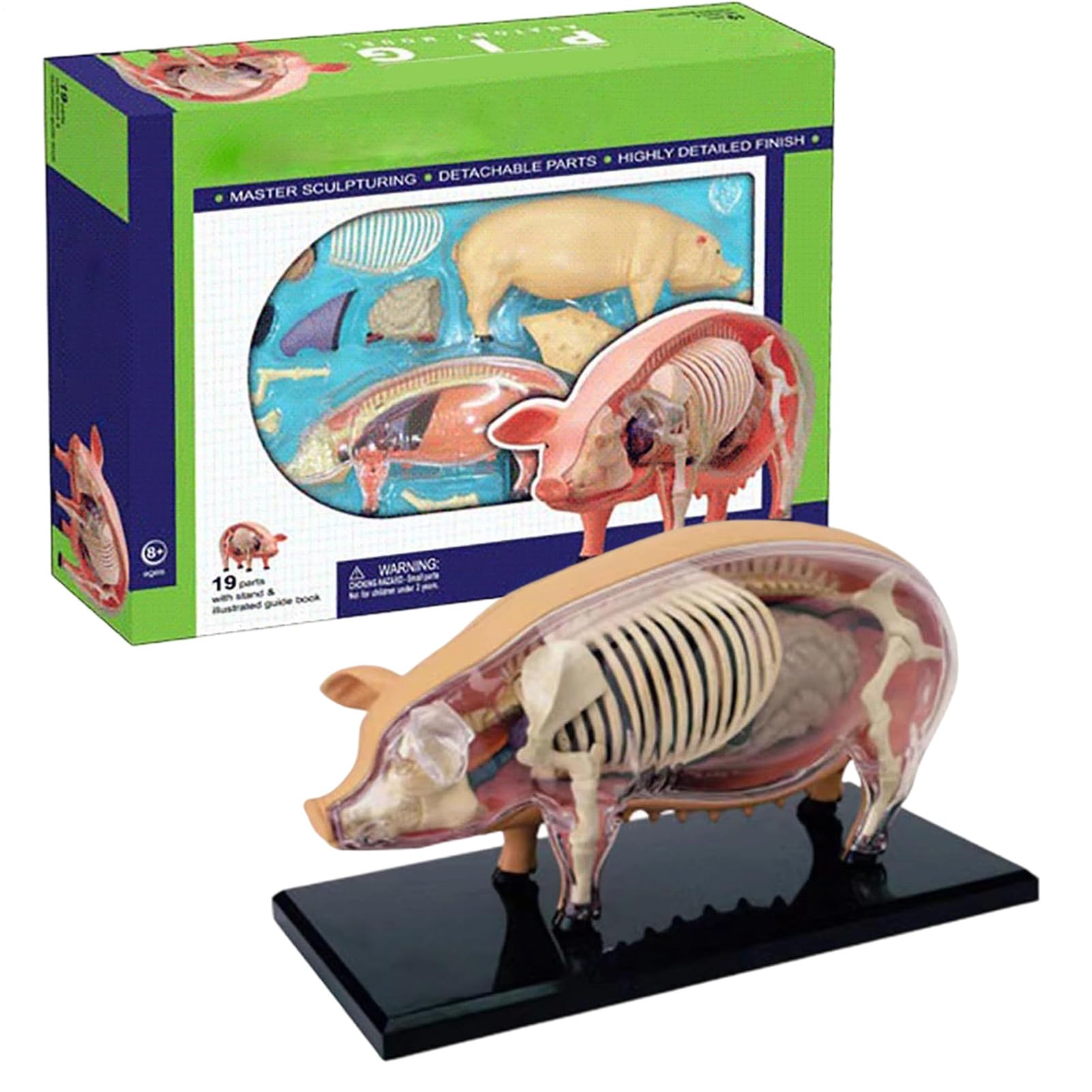 di anatomia per | di maiale rimovibile | Giocattolo | educativo di scienza e biologia rimovibili | Per laboratori scolastici e clinici veterinari
