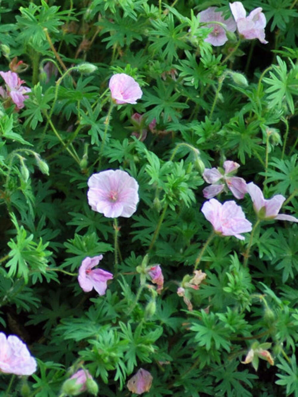 Perennial Farm Marketplace Geranium Lancastriense