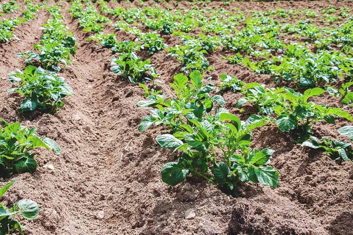 60 Russet Potato Seeds for Growing Outdoors, True Potato Seeds, Heirloom