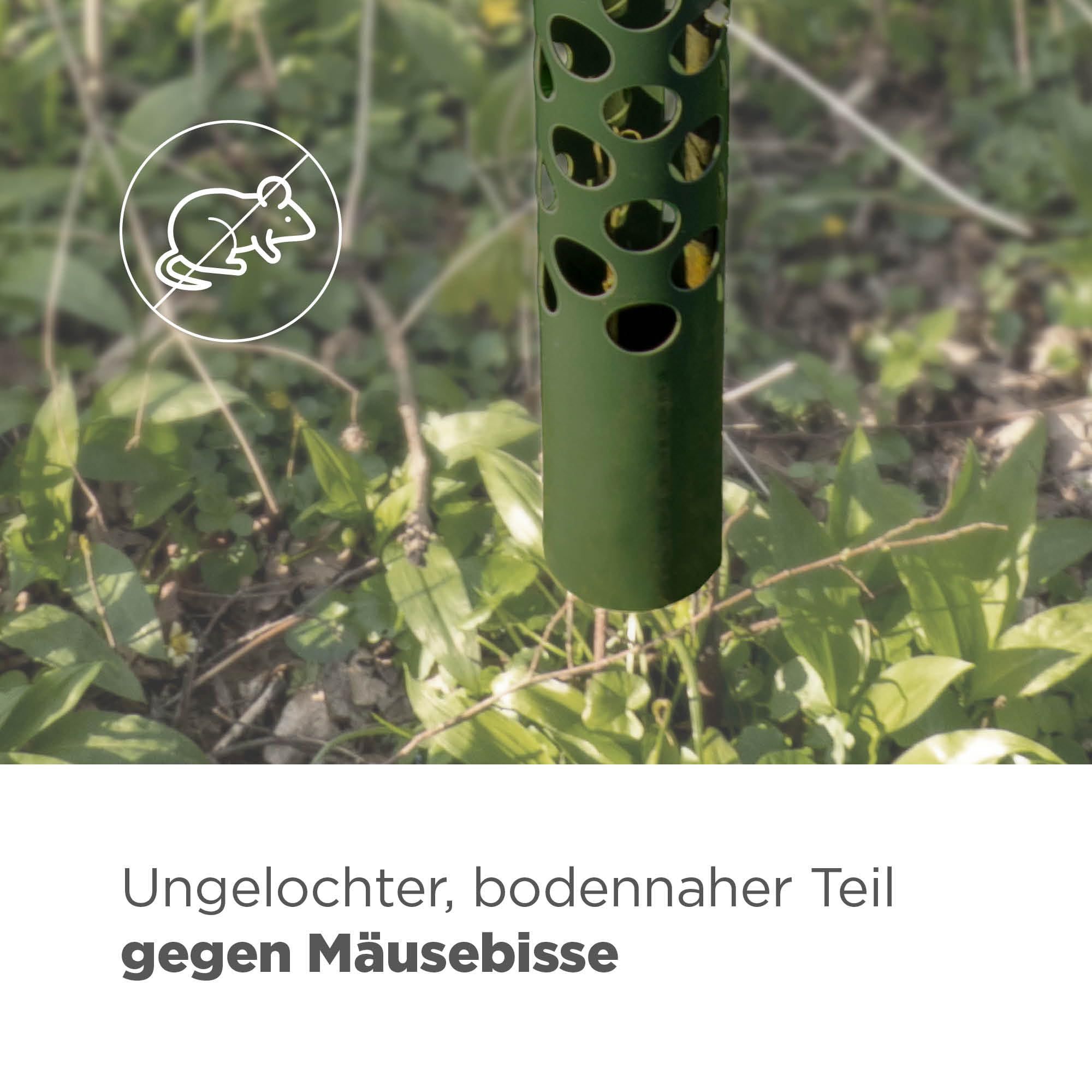 blizz-z Baumschutz Wild-Verbiss grün (Höhe 120 cm), Durchmesser: 85 mm (5 Stück) | Stamm-Schutz, Rindenschutz, Vermeidung Wildtier Fraßschäden bei Nadel- und Laubbäumen | Made in Germany