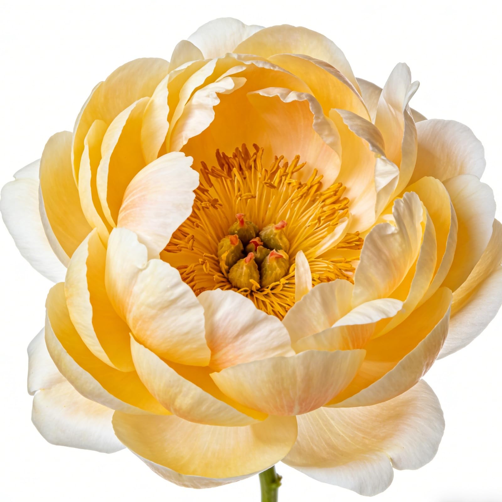 Peony Bulbs for Planting | Hardy Perennial Garden Flowers | Ideal for Containers & Pots | Beautiful Wedding Cut Flowers | Butterfly Attractant | UK Garden Ready-h-4Bulbs
