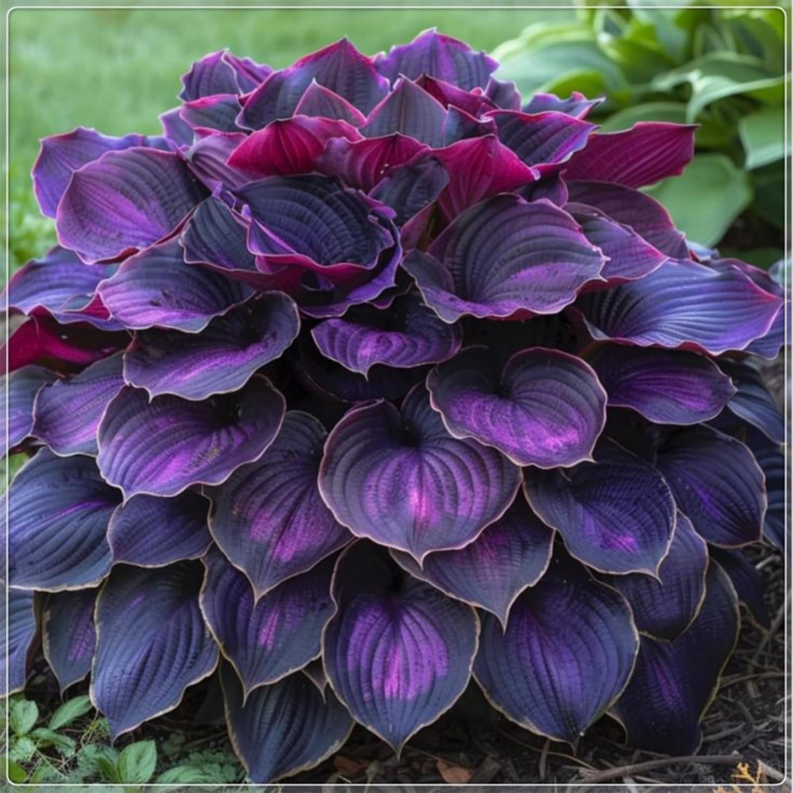 Hosta Rhizome, Hardy Perennial, Garden Decoration, No Watering Required, Professional Planting, Suitable for Spring and Autumn-10 Rhizome-I