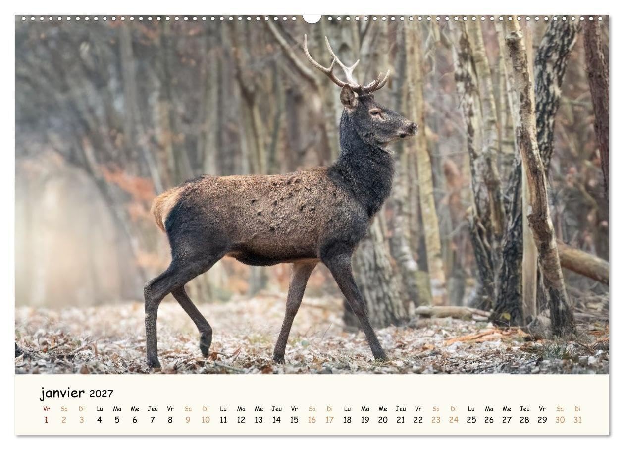 Murmures de foret regards d animaux cale: Un calendrier fascinant qui re