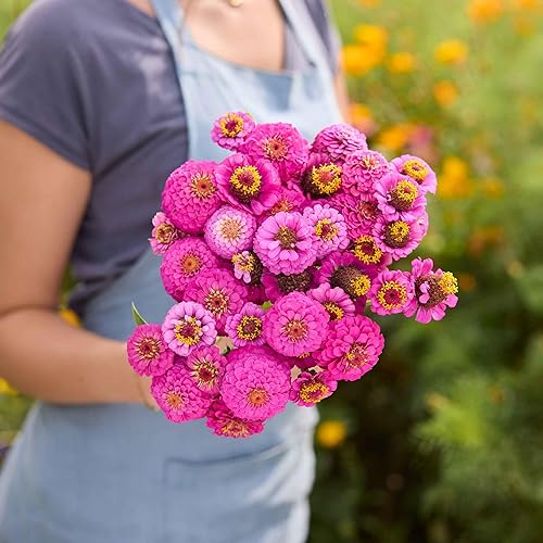 Miniatura 53 de Eden Brothers - Semillas de zinnia, cactus con flores, sin OMG, plantar en primavera, paquete, flores de bajo mantenimiento, zonas 3, 4, 5, 6, 7, 8