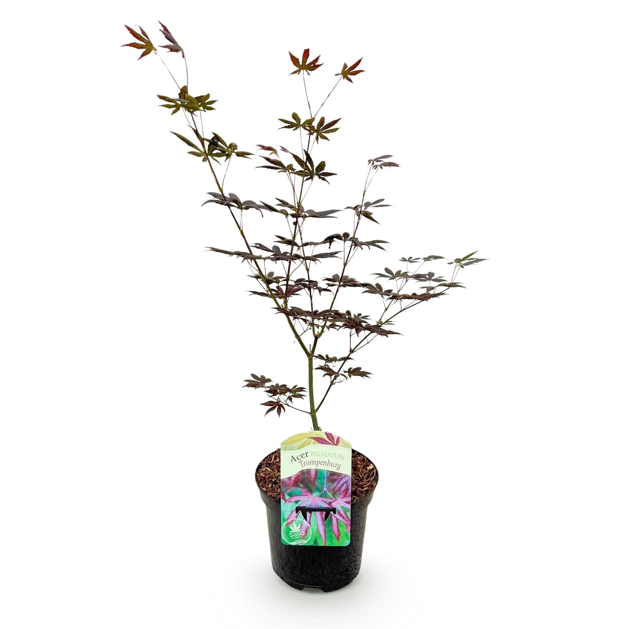 Japanischer Ahorn Acer palmatum 'Trompenburg' – Dunkel Lila – Balkon – & Gartenpflanze – Ø19cm – Ca. 70cm hoch