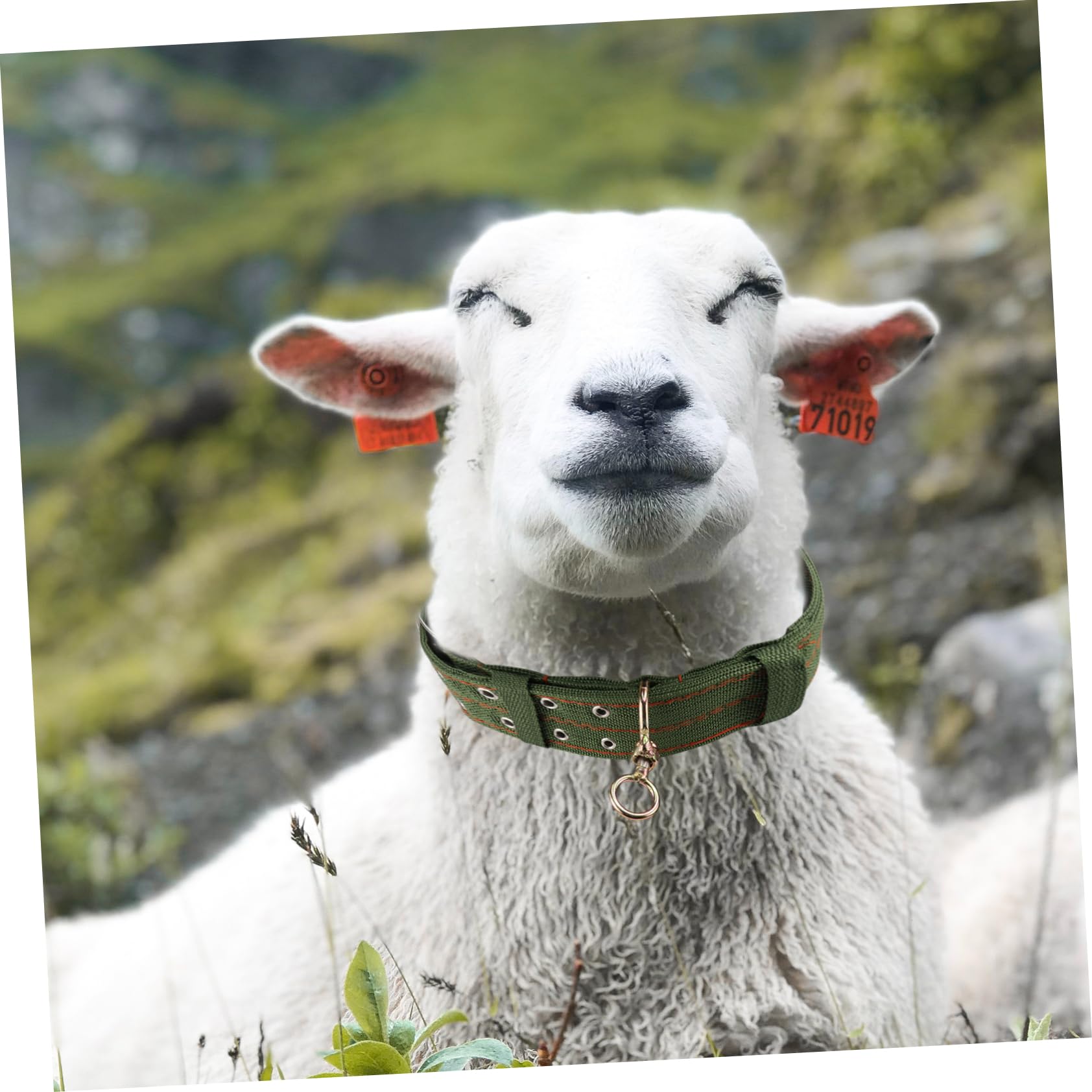 Collier pour Moutons en Toile Vert, Boucle Anti- Confortable, Réglable pour Animaux D'élevage, Traction et L'attache du Bétail