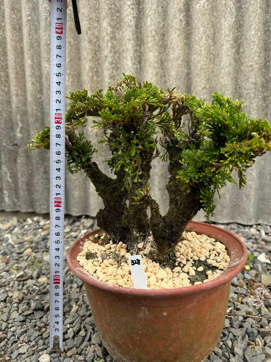 ❸ イワヒバ ( 岩松 ） 首長最上株物 ３０年以上コニファー 盆栽 激安 ➂ イワヒバ ( 岩松 ） 首長最上株物 30年以上コニファー 盆栽