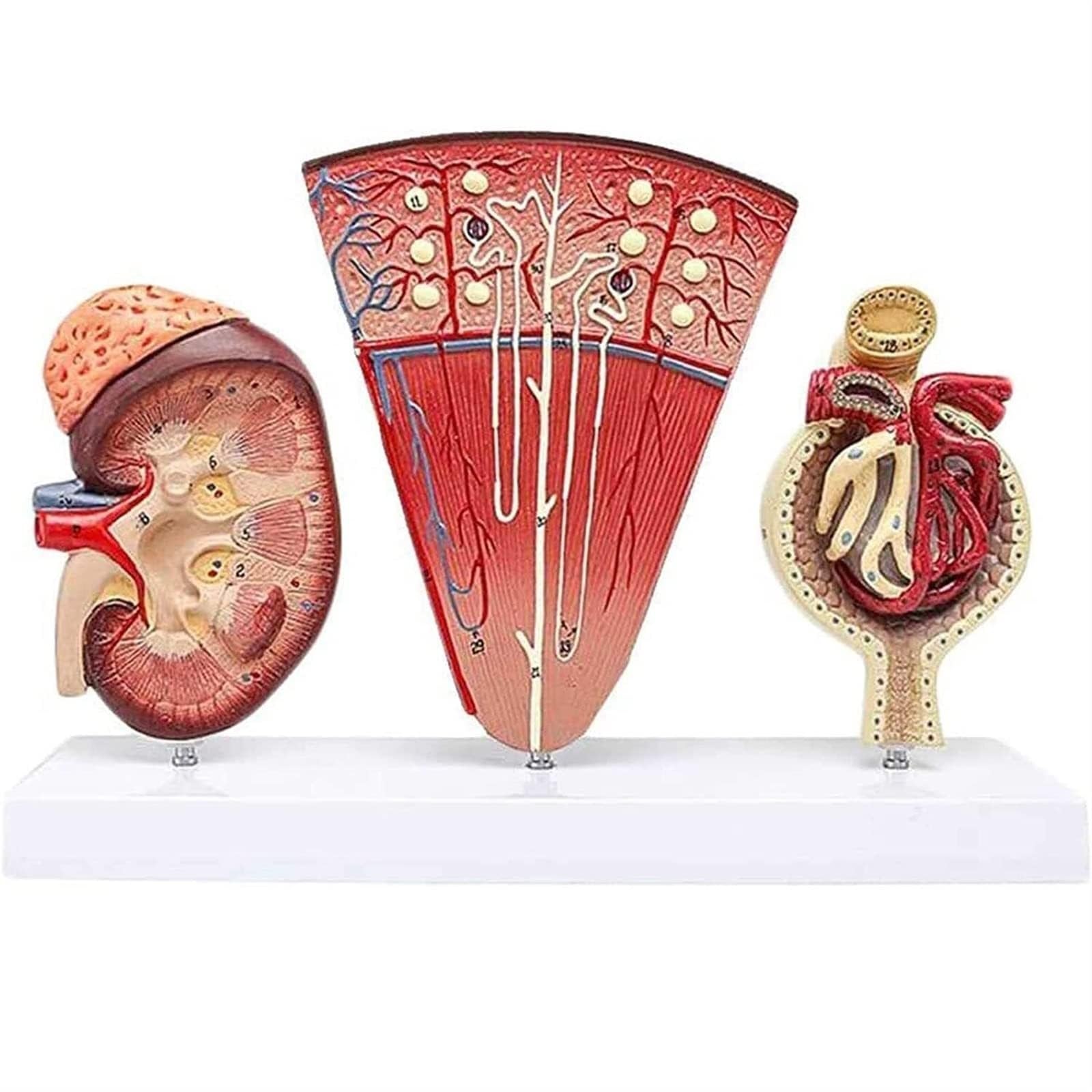 YNIYUJKL Human Kidney Anatomy Model,3-Part Kidney Model With Kidney Cross Section,Nephron And Glomerulus,Anatomically Accurate Medical Teaching Tool For Medical Students,Doctors