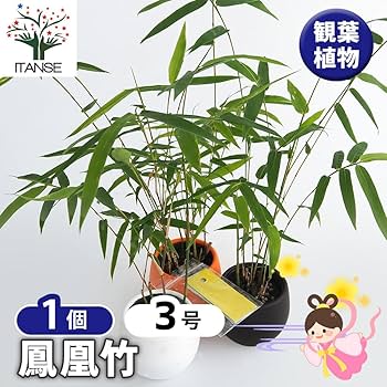 Amazon｜ITANSE 鳳凰竹 (ホウオウチク) 七夕 短冊付き 3号