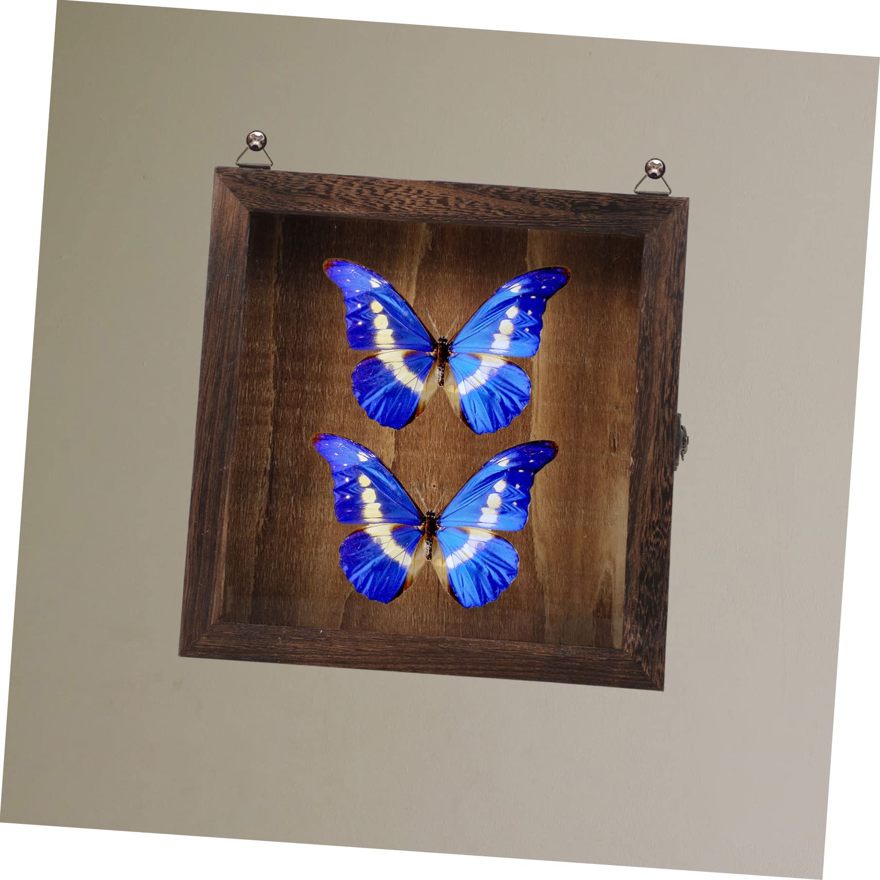 Retro Schmetterlingsvitrine mit Klarsichtdeckel aus Acryl Holz