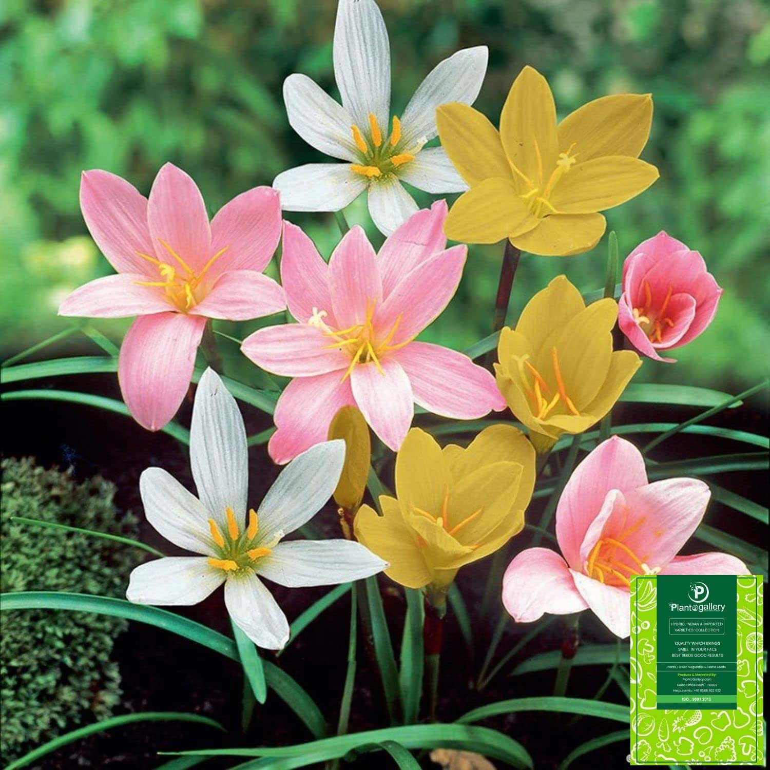 Plantogallery Rain Lily Mix Flower Bulbs – Packaging 10pcs (B0BVHYX4Q9) Amazon Price History, Amazon Price Tracker