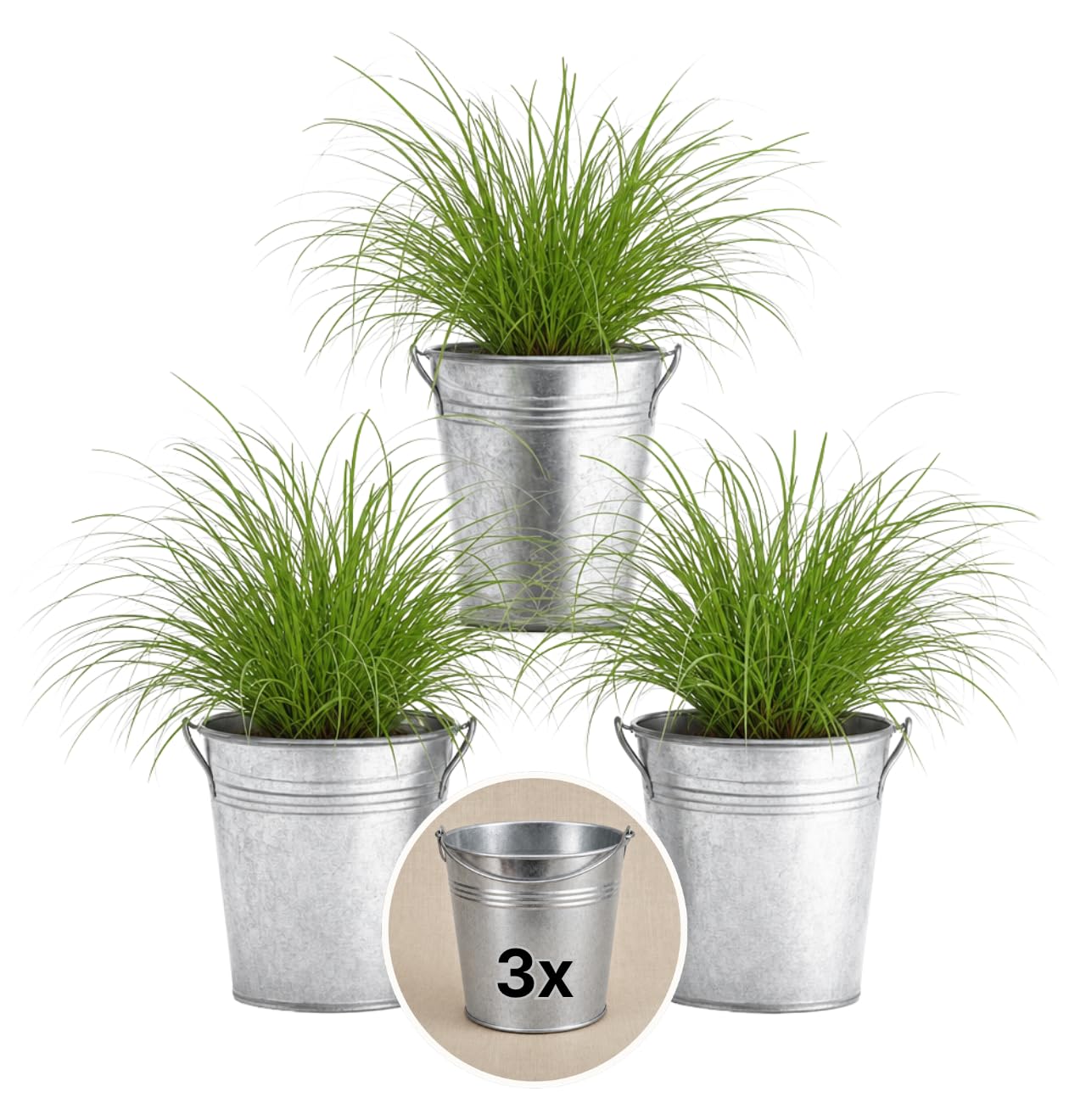 Pflanze Plus | Katzengras (Cyperus zumula) | 1er–7er-Set | Ohne Topf, im Seegraskorb oder Zinktopf | Tierfreundliche Zimmerpflanze