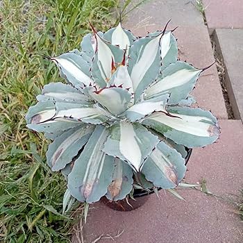 アガベ 吉祥冠錦 白中斑 本物 子株 アガベ 吉祥冠錦 白中斑 本物 子株