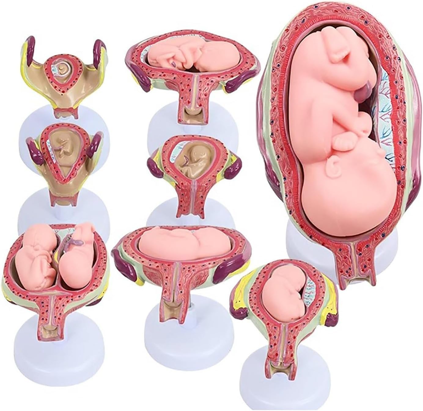 Modello di sviluppo fetale umano, modelli di anatomia 1:1 per l'educazione, serie di laboratorio embrionale, set di 8 strumenti educativi anatomici per scuola e studio