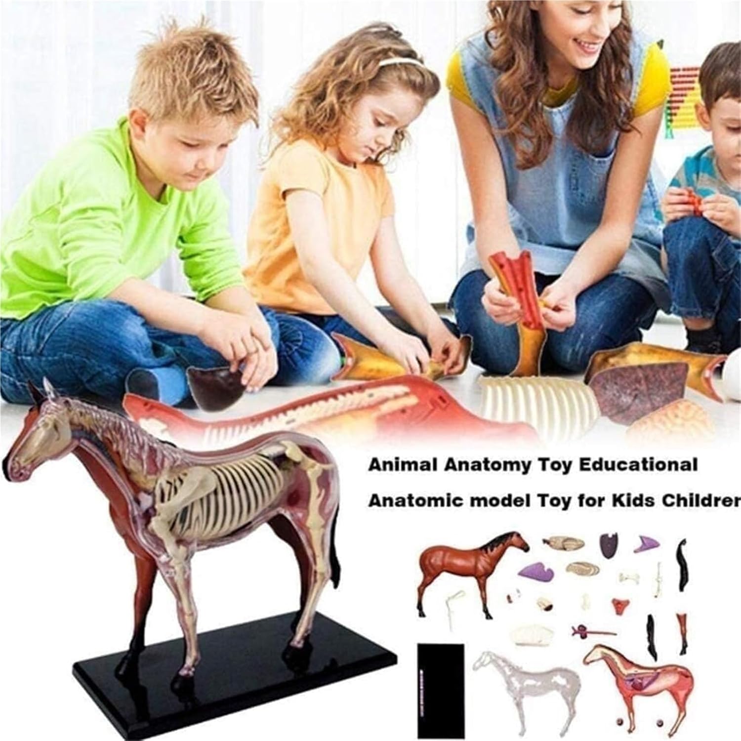 Horse Organ Anatomy Teaching Model, Animal, 4D Visualization Detachable Organs