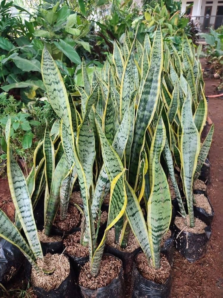 Snake Plant - Air Purifying House Plant -4 Snake Plant - Air Purifying House Plant -4