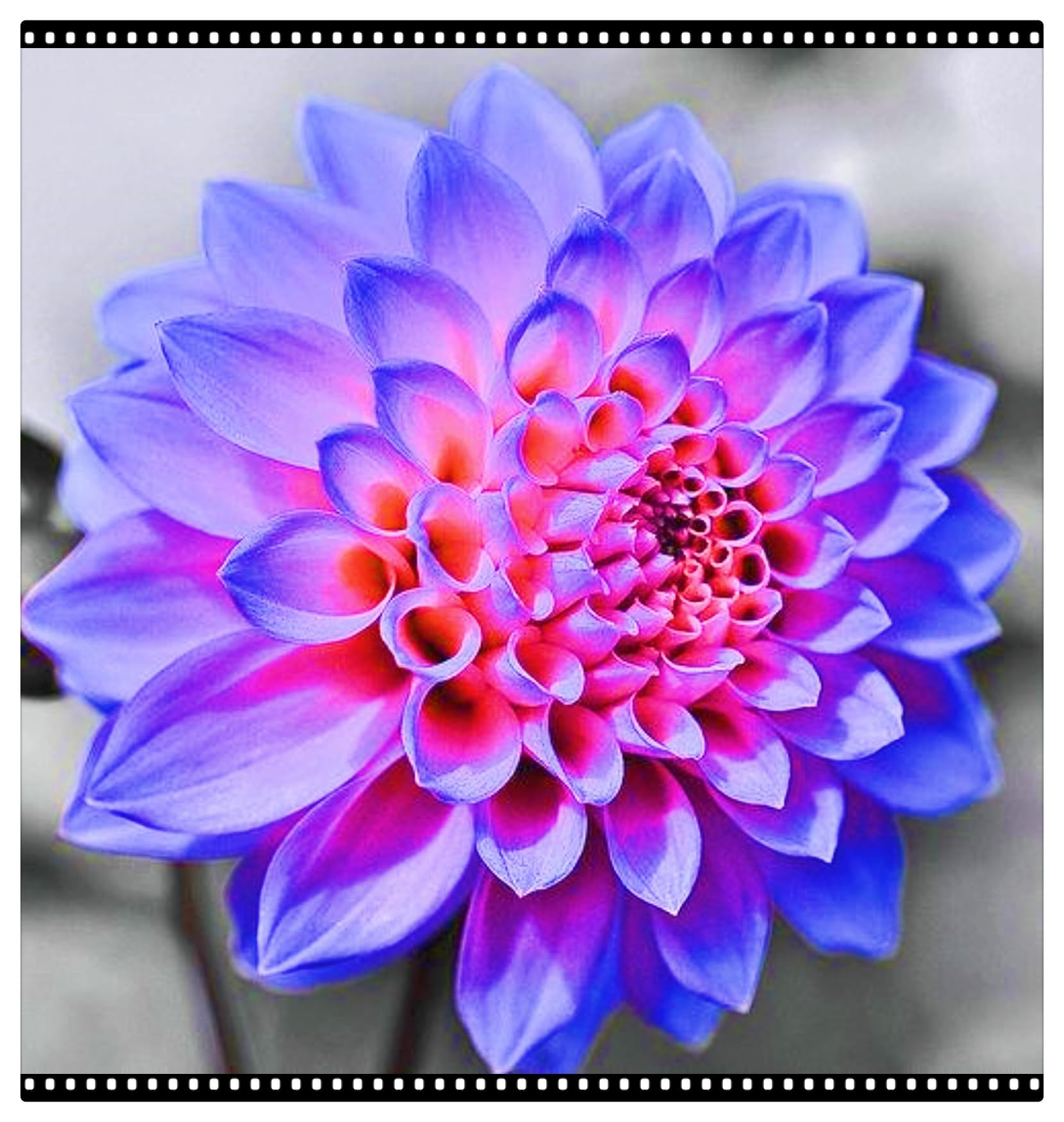 Dahlia Bulbs UK Dahlia Plants Wedding Flowers/Hardy Perennial/Garden Flowers-2bulbs-b