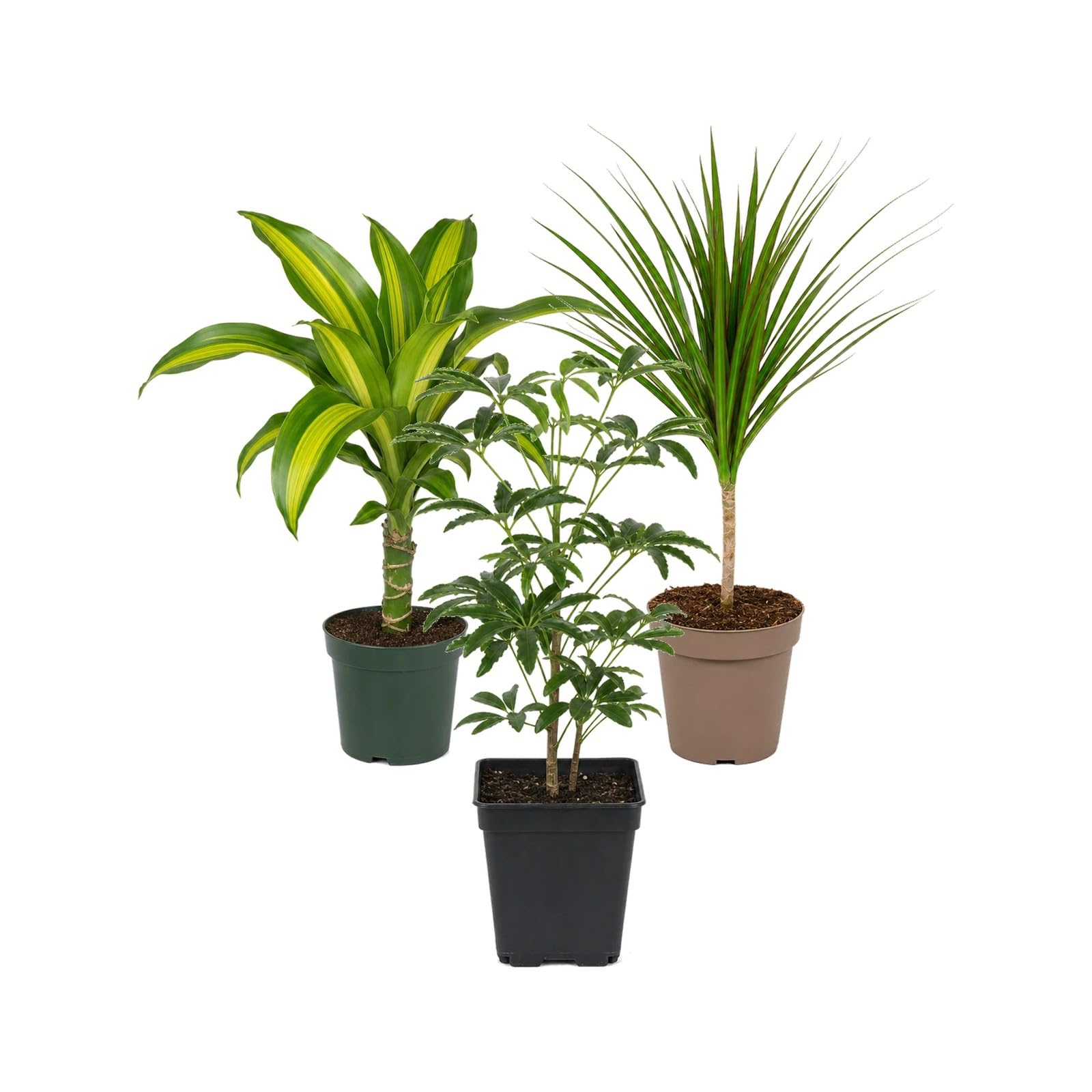 Pack 3 Plantas DECOALIVE: Tronco de Brasil, Drácena y Cheflera Gerda