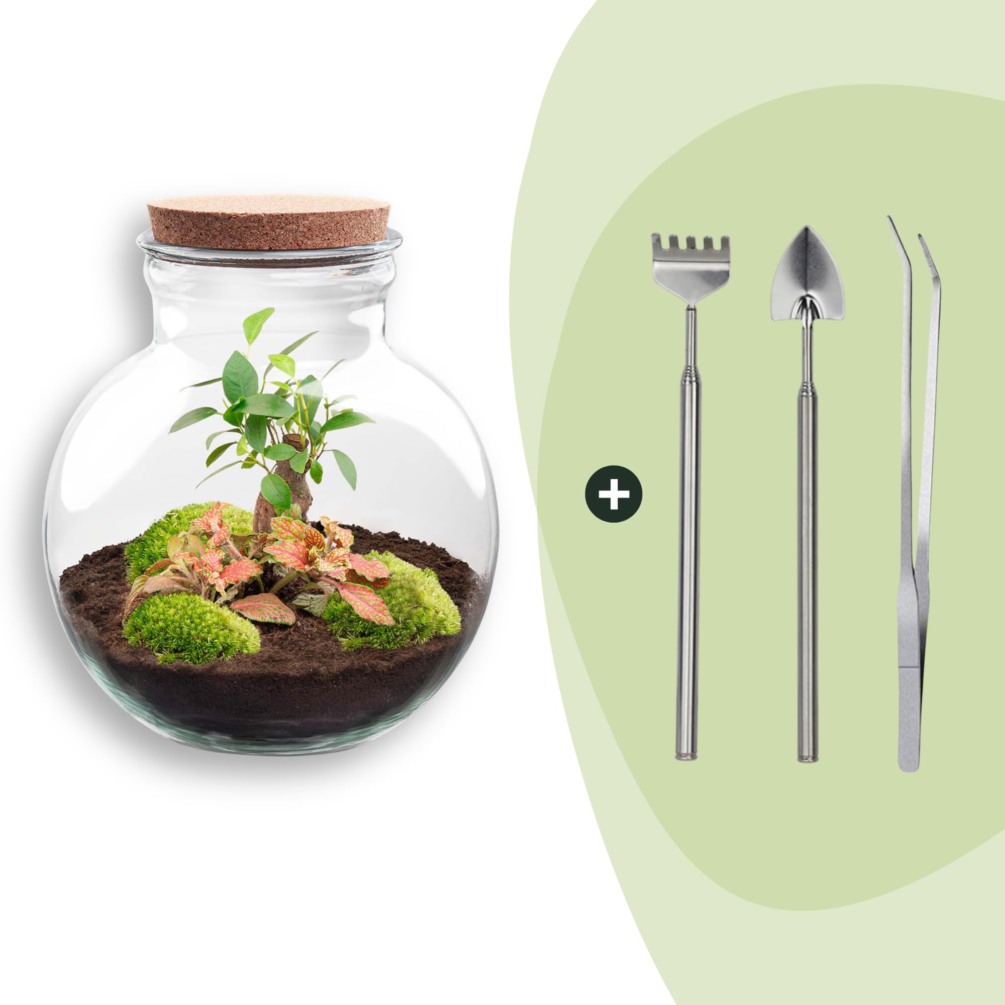 Jardinière en bouteille - Kit de bricolage - Bonsaï - Terrarium Ø 25 cm x H 26,5 cm - Terrarium à faire soi-même - Mini écosystème autonome - Pour la maison et le bureau