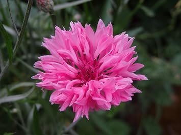 Tall Pink Bachelor Button Flower Seeds,25 Count COOL BEANS N SPROUTS Brand. Home Gardening.