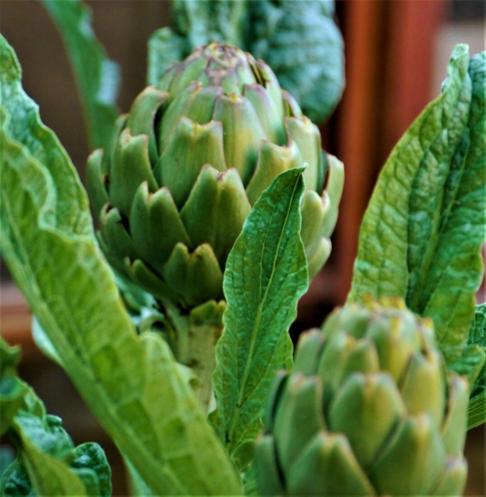 Buy4seeds Artichoke GROS VERT DE LAON - 60 Seeds Easy to Garden Yard Patio