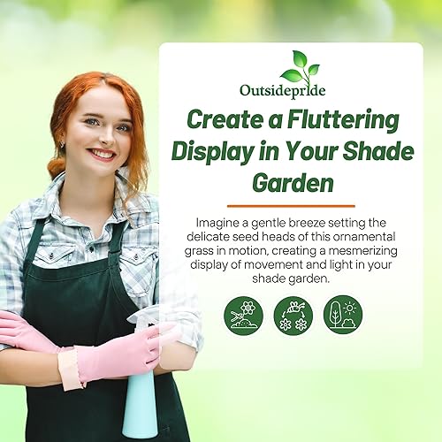 Miniatura 5 de Outsidepride - 500 semillas de la hierba ornamental perenne canastilla de hoja ancha (Chasmanthium latifolium Northern Sea Oats) para sembrar