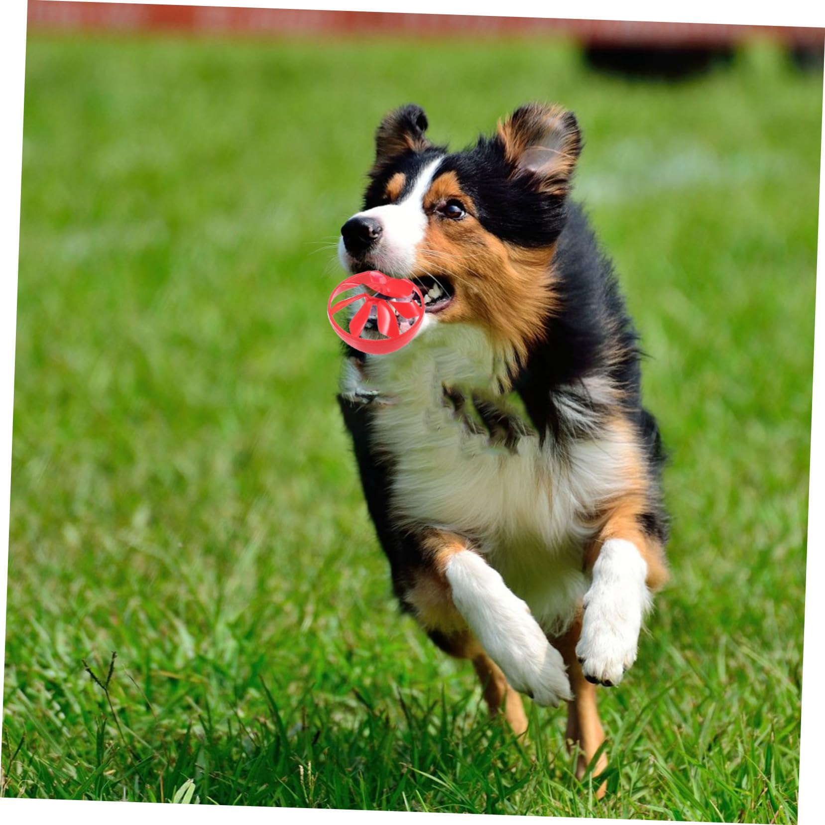 Toddmomy Interactive Training Dog Toy Dog Toys Tools Tool Set Teasing Toy Pets Dog Chasing Sports Toy Random Style