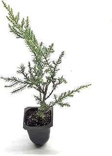 Kallay Juniper - 3 Live Plants - Juniperus Chinensis - Drought Tolerant Cold Hardy Evergreen Ground Cover