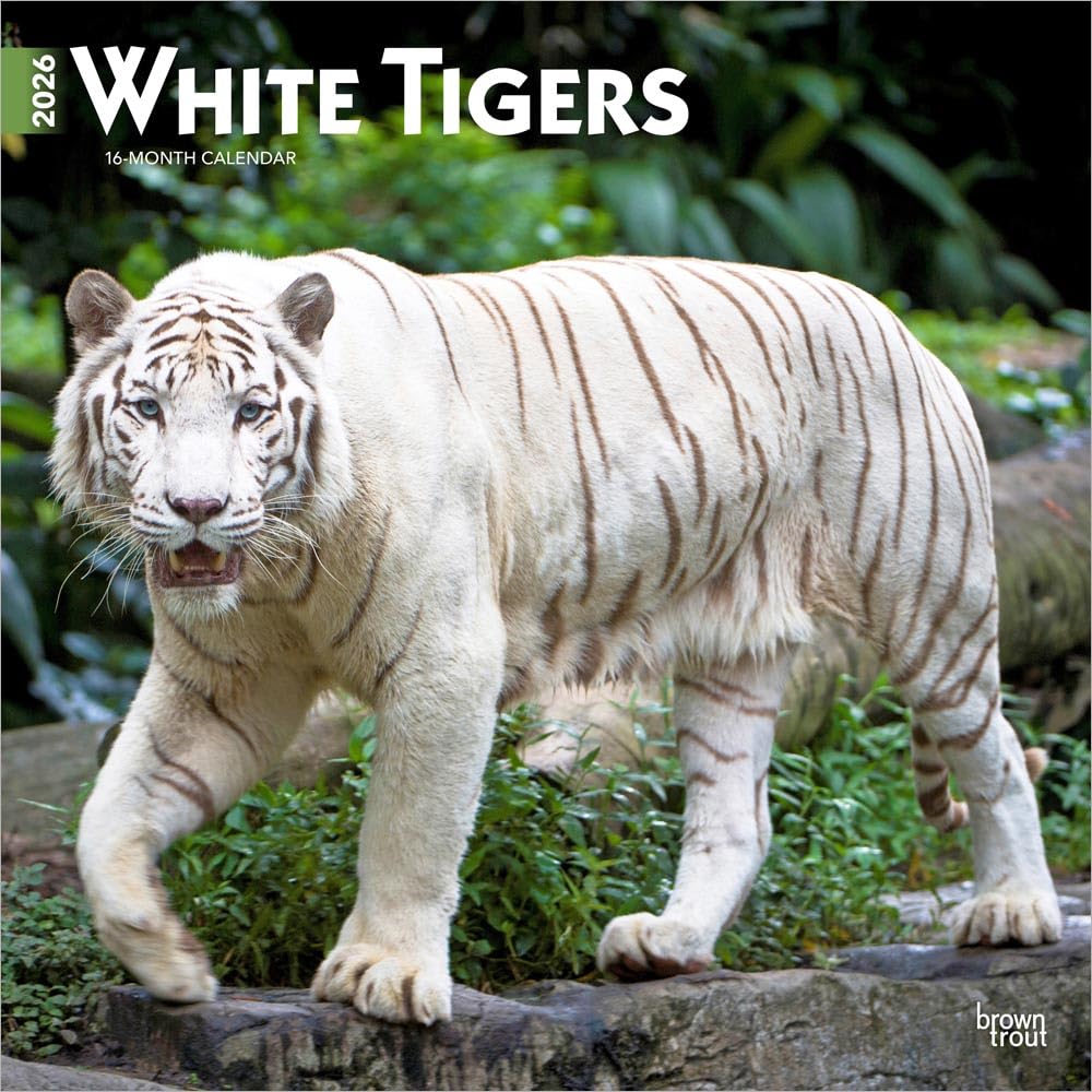 White Tigers - Weiße Tiger 2026 - 16-Monatskalender: Original BrownTrout-Kalender [Mehrsprachig] [Kalender]