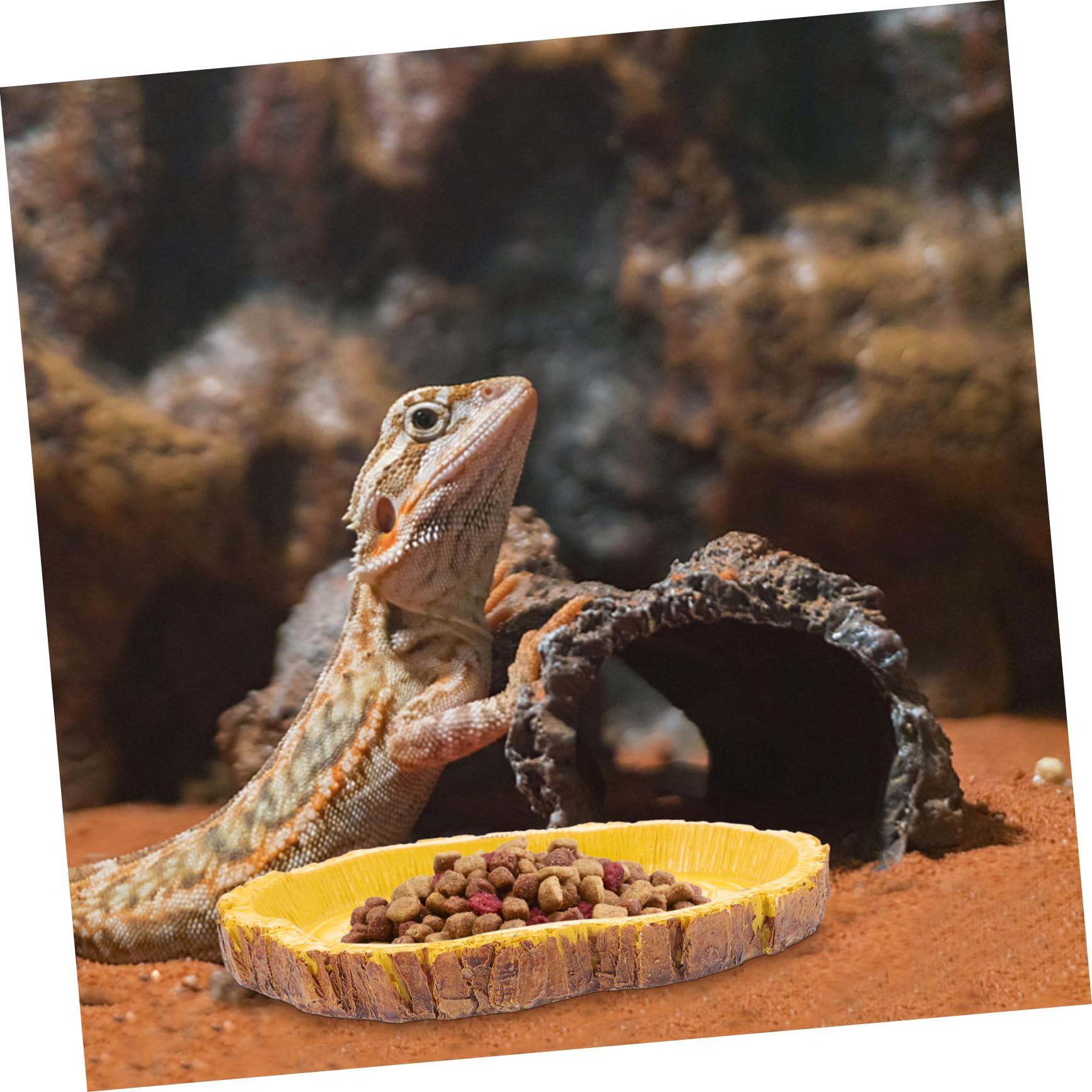 CIYODO Reptile Feeding Basin Durable Food Container for Terrarium Simulation Tree Bark Design for Lizards Turtles and Snakes Easy to Clean and Maintain