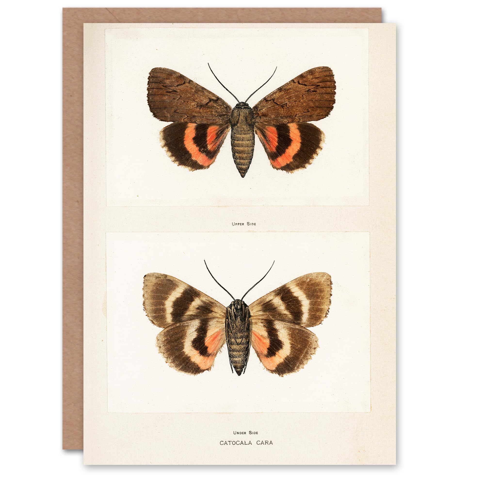 Artery8 Sherman Denton Art Card Darling Underwing Moth Illustration