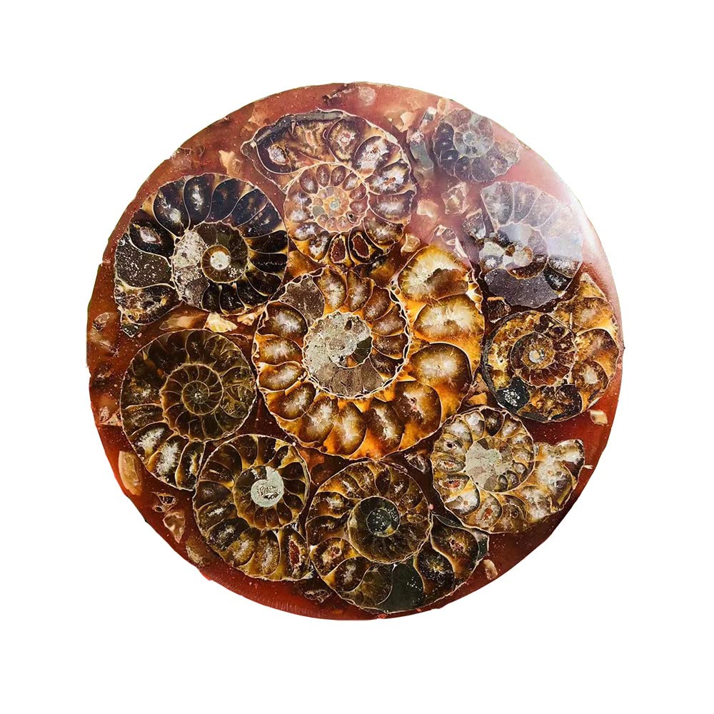 Home Kolekcje Okrągły Naturalny Kwarc Amonitowy Płyta Kryształowa Muszla Plasterek 11 cm-12 cm do kamienia 1 szt