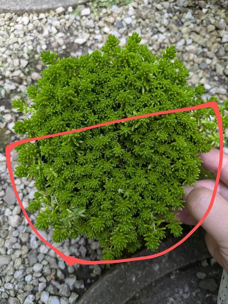 Amazon.co.jp: 抜き苗セダム 画像の量 ／多肉植物 芝生 グリーン