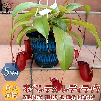 71navvbMACS._AC_UF350,