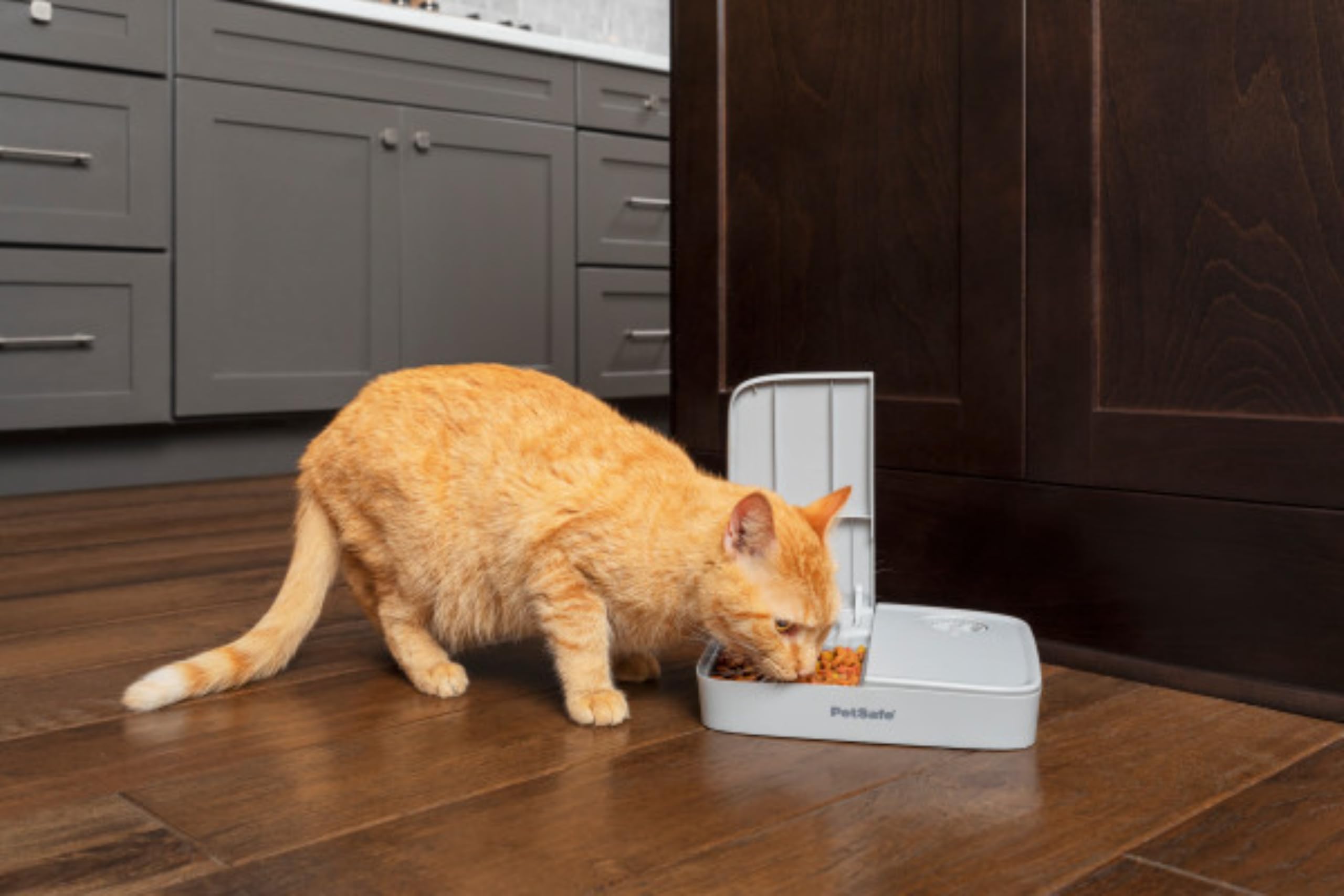 PetSafe Futterautomat für 2 Mahlzeiten, Haustiersicheres Design, Für trockenes Hunde und Katzenfutter, Grau, 1 Stück (1er Pack).