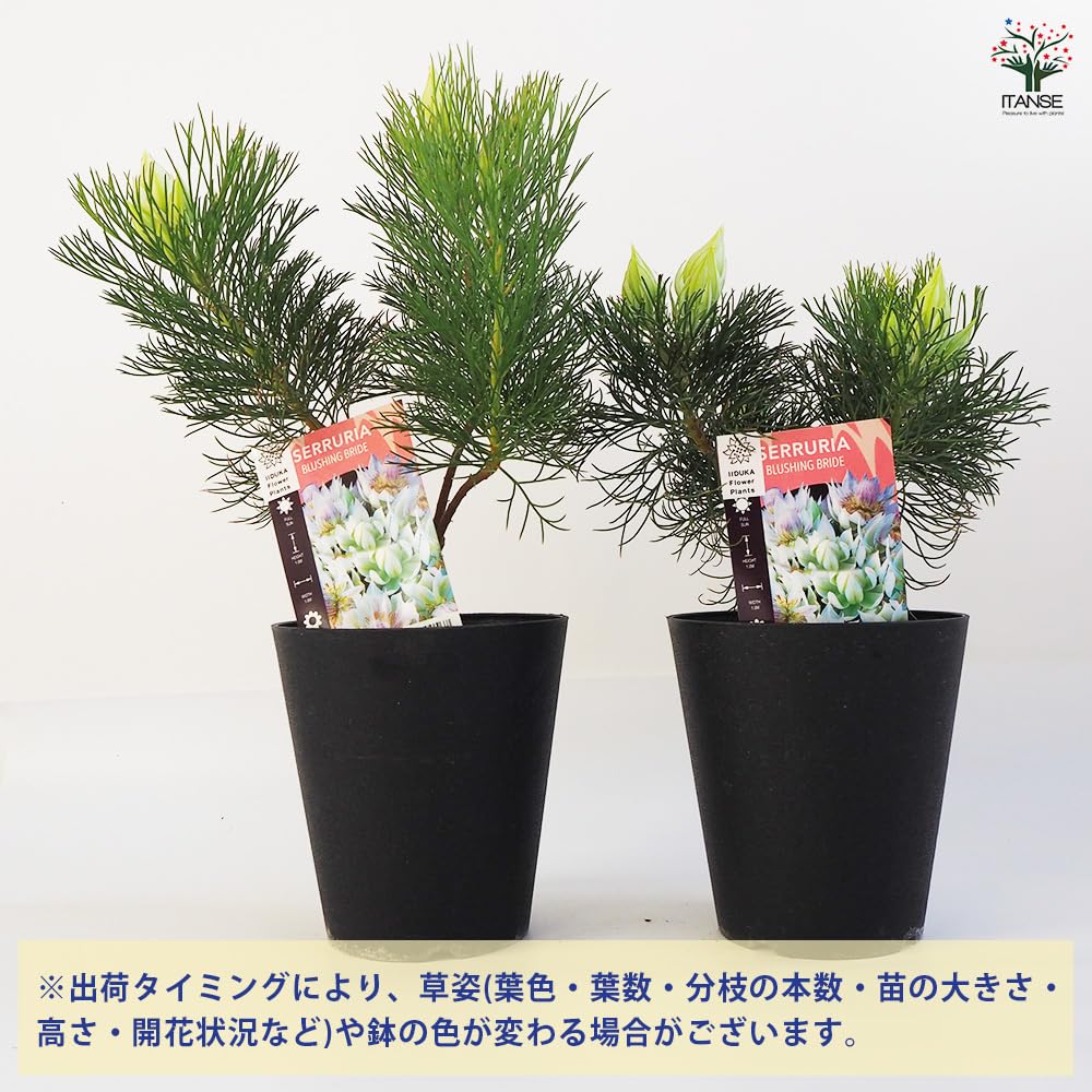 Amazon.co.jp: ITANSE ジョーイセルリア ブラッシングブライト 5