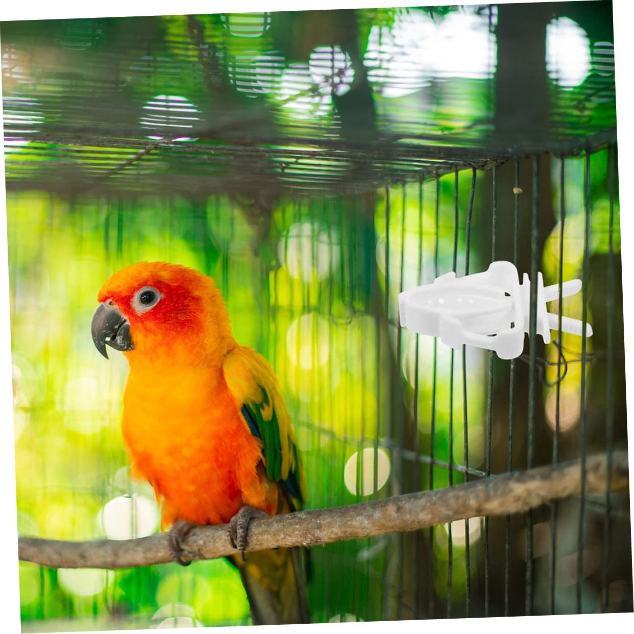 minkissy 18 Pcs Porte-Fruits légumes Oiseau os de seiche de Perruche Pinces à légumes Oiseaux Accessoires Cage à Oiseaux Porte-Fruits pour Oiseaux Porte-légumes Oiseau Mordre
