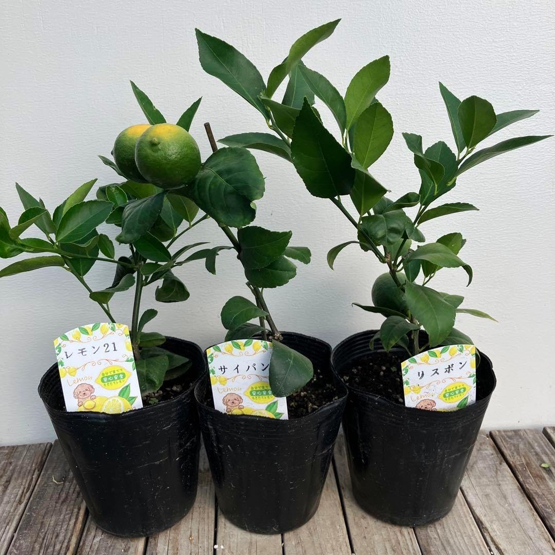すっぱいレモン様　　5苗 すっぱいレモン様 5苗