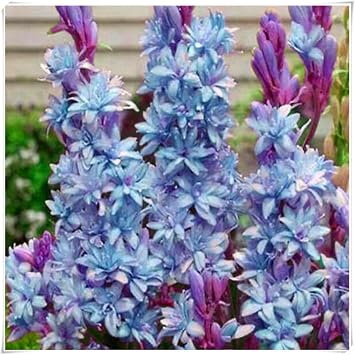 Premium Tuberose Bulbs   Stunning Large Blooms, Simple to Grow   Perfect for Indoor Decor, Gifts & Holiday Displays-4 Bulbs-E
