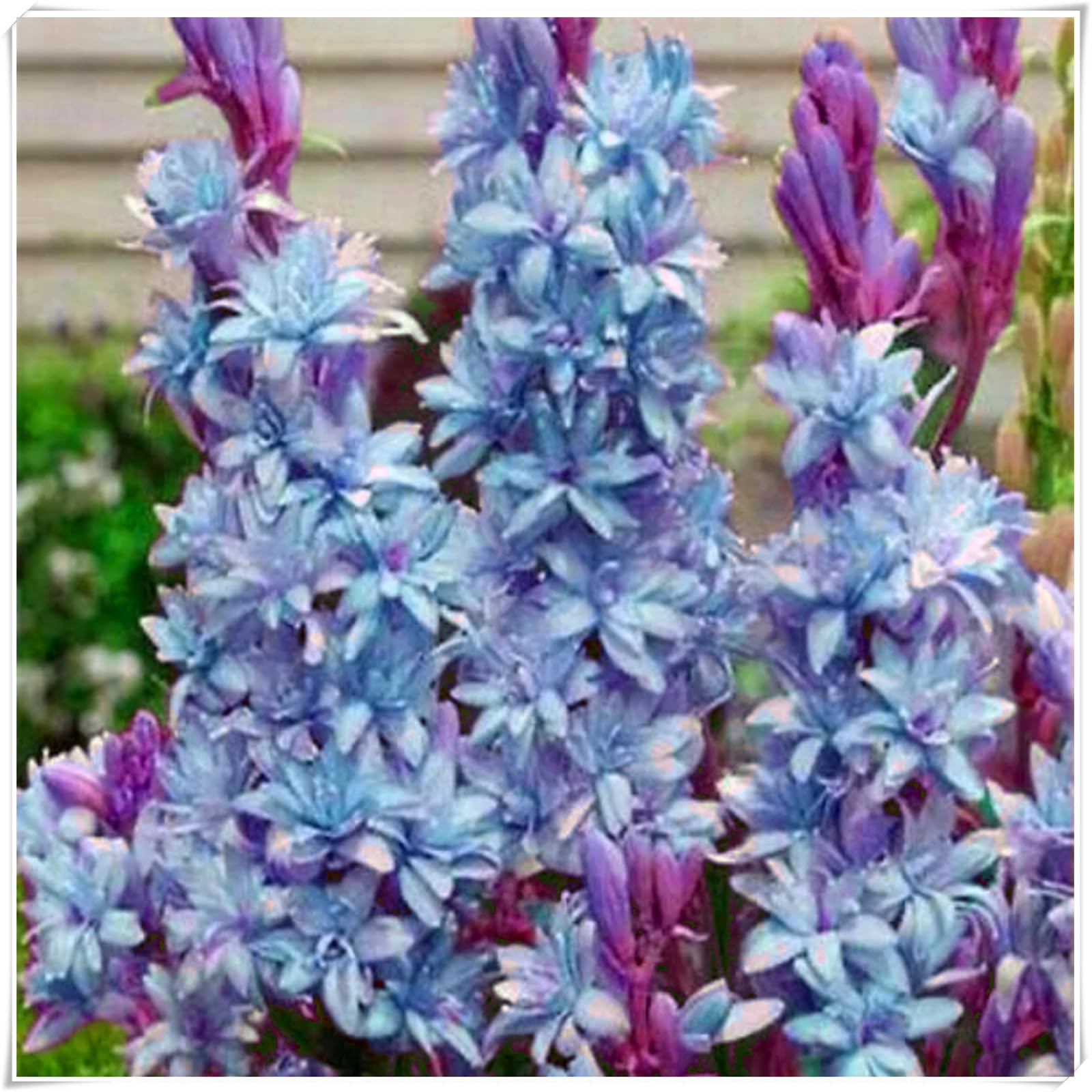 Perennial, Fragrance Tuberose Bulbs, Hardy, Professional for Beautiful Garden Displays-8 Bulbs-E โ image 1