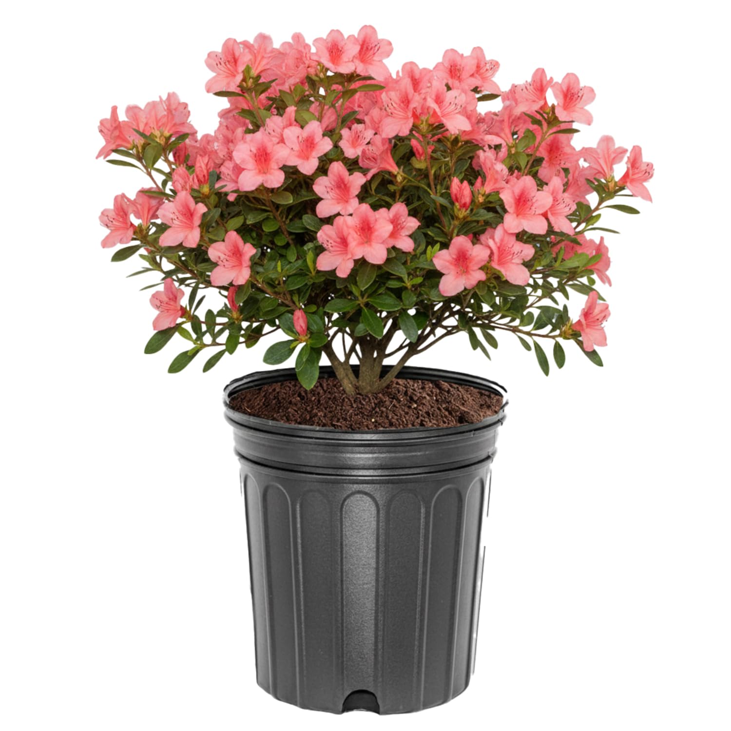 Amazon.com : Coral Bells Azalea Shrub, Pink Blooms, 3 gal. Grower