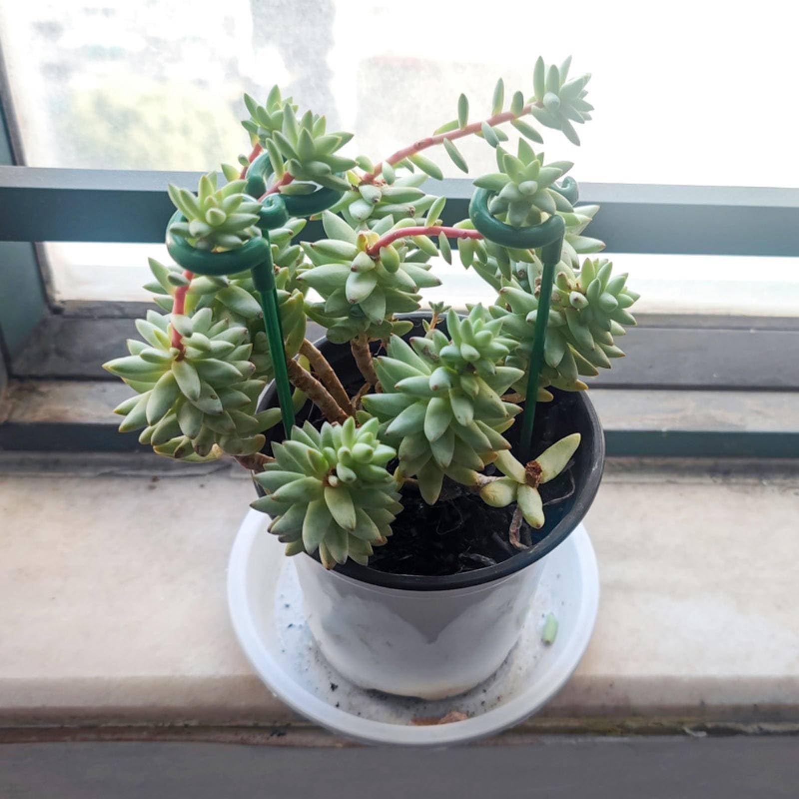 10 Pali Sostegno Piante In Fibra Di Vetro 30,5 Cm Con Anelli Regolabili, Per Fiori E Piante Da Interno/Esterno