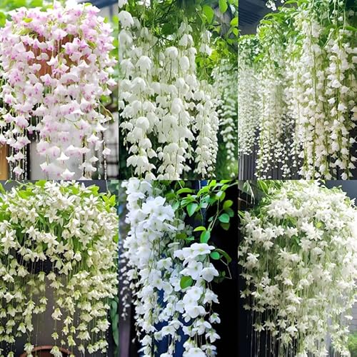 100+ Climbing Jasmine Flower Seeds for Planting-Non-GMO Jasmine Gardenia Plant