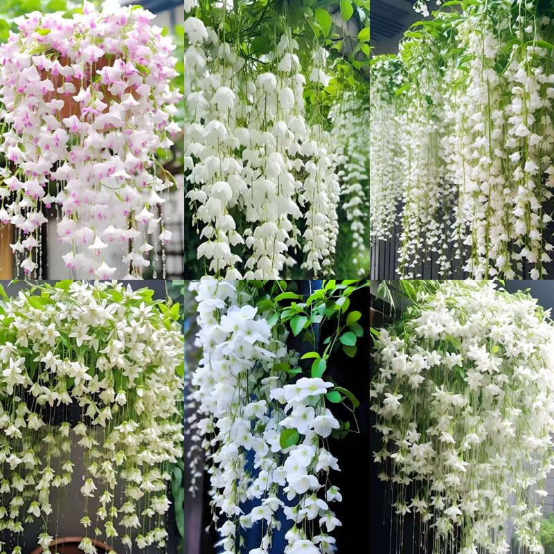 100+ Climbing Jasmine Flower Seeds for Planting-Non-GMO Jasmine Gardenia Plant Fragrant Flower...