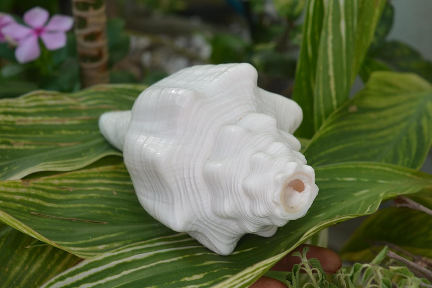 Blowing Shankh, Religious Shell, Spiritual Puja, Real Shankh, Removes Negativity shankh conch for home Temple Décor Display Shell (6"Inch = 280 Gram)